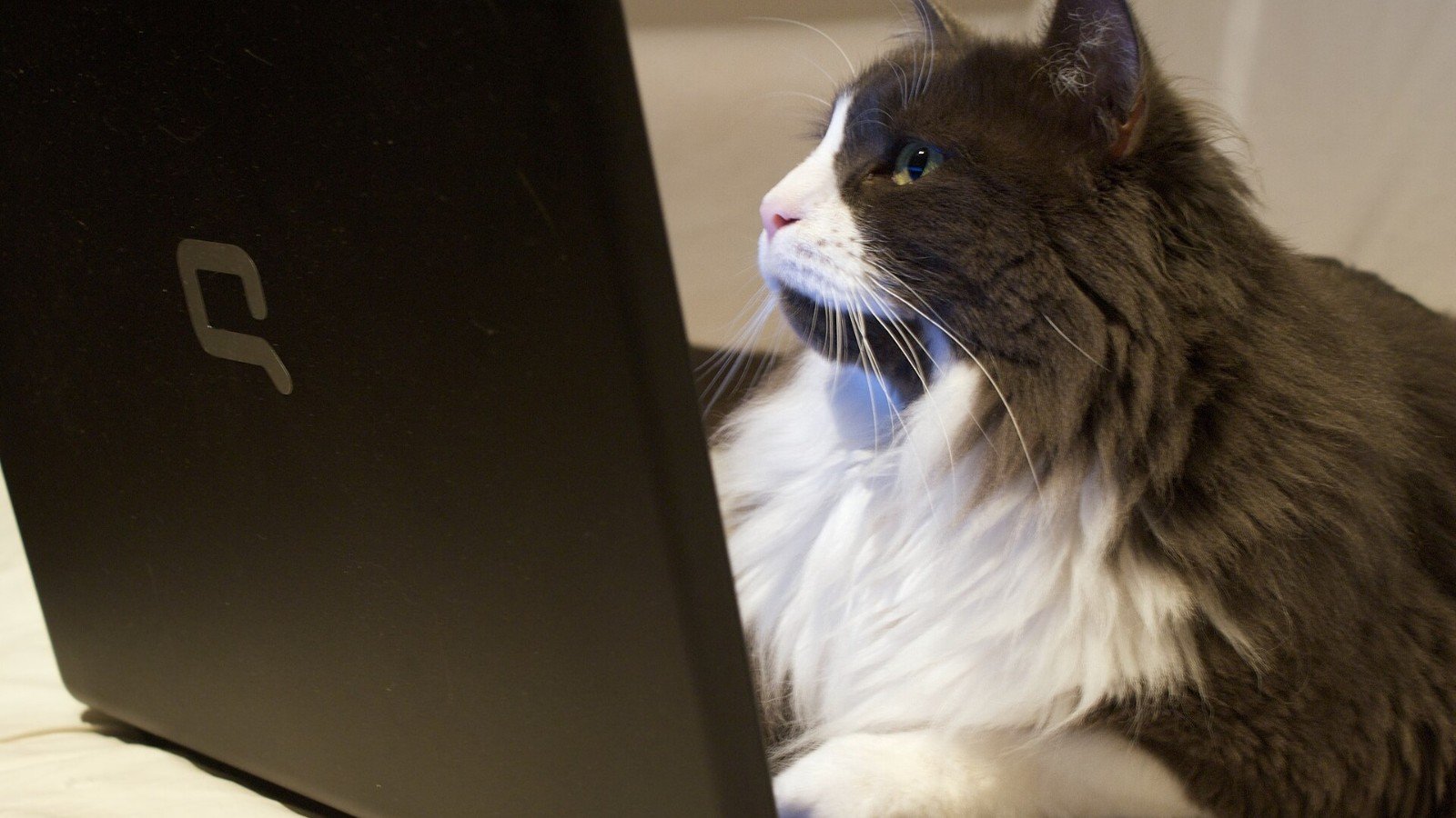 Closed a Chrome Tab by Mistake? Bring It Back with Ctrl+Shift+T