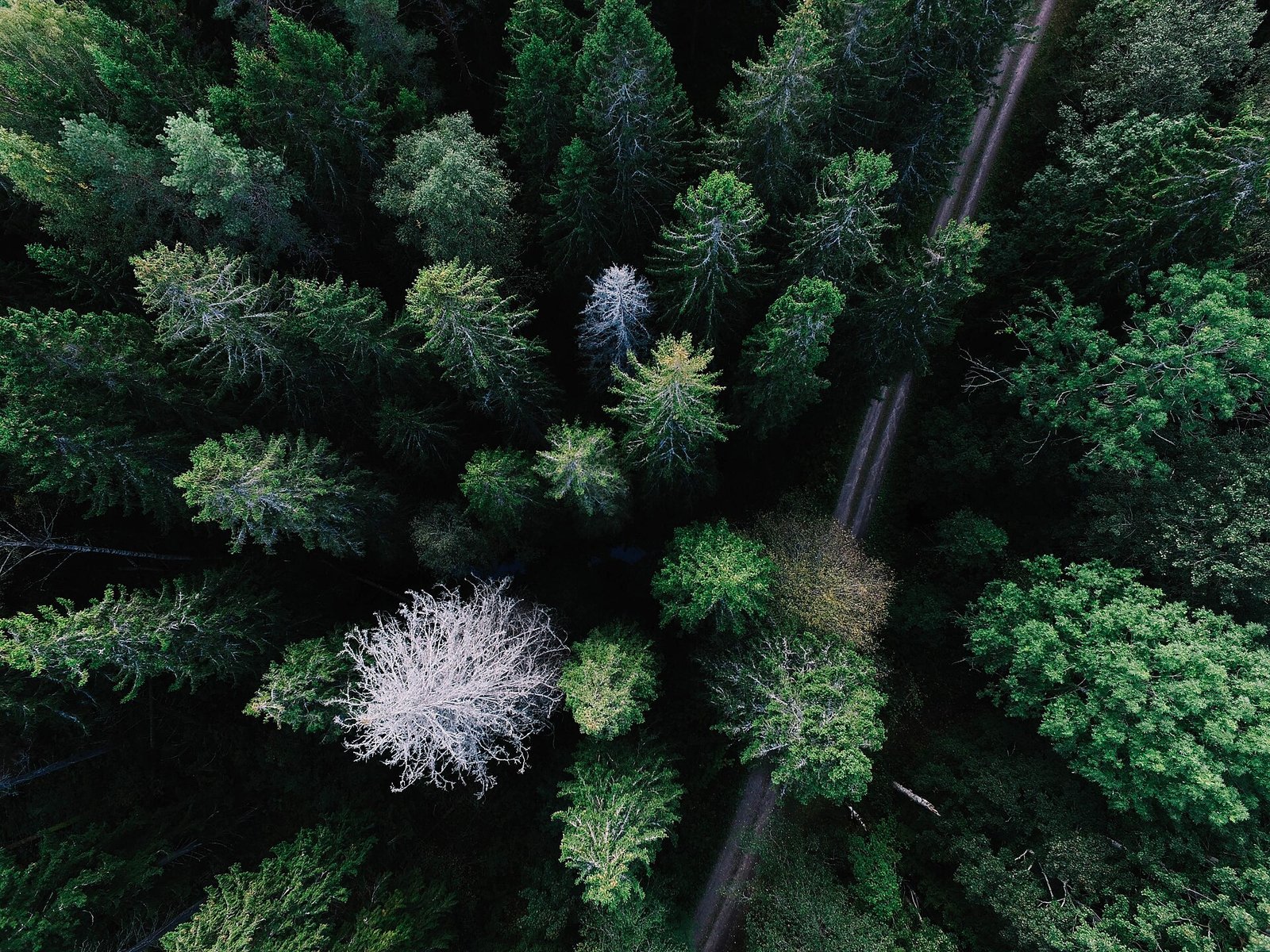 Forest landscape photographed from above, used as an illustrative drone image.